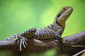 Eastern Water Dragon (Intellagama lesueurii) female on a branch in a vivarium. France