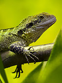 Eastern Water Dragon (Intellagama lesueurii) female on a branch in a vivarium. France
