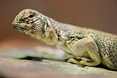 Oman Spiny-tailed Lizard (Uromastyx thomasi) in terrarium, France