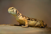 Oman Spiny-tailed Lizard (Uromastyx thomasi) in terrarium, France