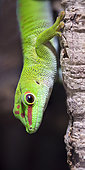 Madagascar Day Gecko (Phelsuma madagascariensis grandis) in a terrarium, France
