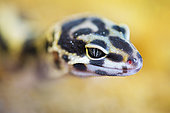 Leopard Gecko (Eublepharis macularius) young in a terrarium, France