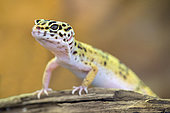 Leopard Gecko (Eublepharis macularius) in a terrarium, France