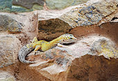 Leopard Gecko (Eublepharis macularius) on a low wall in a vivarium of the Alligator Bay Terrarium, Animal Park, Beauvoir, Normandy, France