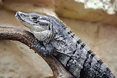 Spiny-tailed iguana (Ctenosaura sp) on a branch in a terrarium, Alligator bay, Wildlife park, Beauvoir, Normandy, France