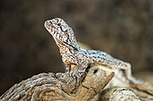 Frilled Lizard (Chlamydosaurus kingii) juvenile male on a stump in a terrarium, France