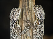 Frilled Lizard (Chlamydosaurus kingii) juveniles face to face in a terrarium, France