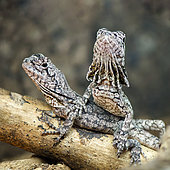 Frilled Lizard (Chlamydosaurus kingii) juveniles on a branch in a terrarium, France