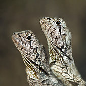 Frilled Lizard (Chlamydosaurus kingii) juveniles on a branch in a terrarium, France