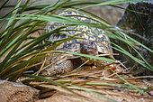 Leopard tortoise (Stigmochelys pardalis) among the vegetation, BioParc, Doué-la-Fontaine, Pays de la Loire, France