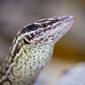Portrait of Ridge-tailed Monitor (Varanus acanthurus) in a terrarium, France.