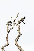 Acacia pied barbet (Tricholaema leucomelas) on a branch, KwaZulu-Natal, South Africa