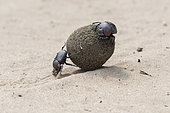 Dung Beetles (Scarabæus sp.), Santa-Lucia Peninsula, South Africa