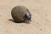 Dung Beetle (Scarabæus sp.), Santa-Lucia Peninsula, South Africa