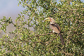 Southern Yellow-billed Hornbill (Tockus leucomelas) on a branch, KwaZulu-Natal, South Africa