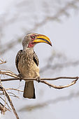 Southern Yellow-billed Hornbill (Tockus leucomelas) on a branch, KwaZulu-Natal, South Africa