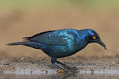 Glossy Starling (Lamprotornis chalybæus) eating at the water's edge, KwaZulu-Natal, South Africa