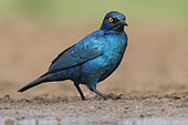 Glossy Starling (Lamprotornis chalybæus) at the water's edge, KwaZulu-Natal, South Africa
