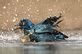 Glossy Starling (Lamprotornis chalybæus) bathing at the water's edge, KwaZulu-Natal, South Africa