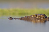 Nile Crocodile (Crocodylus niloticus) in the water, KwaZulu-Natal, South Africa