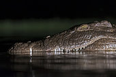 Nile Crocodile (Crocodylus niloticus) in the water at night, KwaZulu-Natal, South Africa