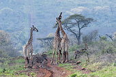 Giraffes (Giraffa camelopardalis) and Burchell's Zebras (Equus quagga burchellii) on a track, KwaZulu-Natal, South Africa