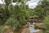 Hluhluwe river tributary, KwaZulu-Natal, South Africa