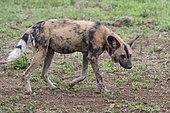 African Wild Dog (Lycaon pictus) walking, KwaZulu-Natal, South Africa