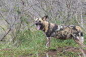 African Wild Dog (Lycaon pictus) yawning, KwaZulu-Natal, South Africa