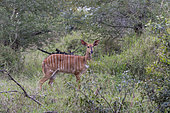 Nyala (Tragelaphus angasii) female in the bush, KwaZulu-Natal, South Africa