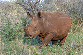 Rhinocéros blanc (Ceratotherium simum) corne coupée pour éviter le braconnage, KwaZulu-Natal, Afrique du Sud