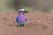 Lilac-breasted Roller (Coracias caudatus) eating an insect on the ground, KwaZulu-Natal, South Africa
