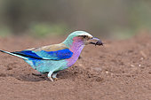 Lilac-breasted Roller (Coracias caudatus) eating an insect on the ground, KwaZulu-Natal, South Africa