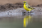 Yellow-fronted Canary (Crithagra mozambica) at the water's edge, KwaZulu-Natal, South Africa