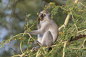 Vervet Monkey (Chlorocebus pygerythrus) eating flowers of Fever Tree (Acacia xanthophloea), KwaZulu-Natal, South Africa