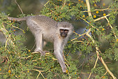 Vervet Monkey (Chlorocebus pygerythrus) eating flowers of Fever Tree (Acacia xanthophloea), KwaZulu-Natal, South Africa