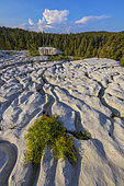 The lapiaz of Parmelan, superb and vast lapiaz of Urgonian limestones (Secondary Era) dotted with pines with hooks, shrubs and ferns in the hollows retaining humus and humidity, in the karst massif of Parmelan, Massif of Bornes, Haute Savoie, Alps, France