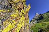 Rock covered with yellow lichens (Xanthoria sp), Lake Cerces, Massif du Galibier, Haute Maurienne, Alps, France