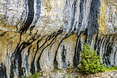 Bacterial varnish on a cliff in the Vercors. These deposits of manganese are related to the activity of bacterial complexes, associated with algae, along the wet flows of the cliffs. Rochers de Presles, Vercors Massif, Isère, France