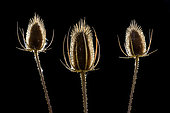 Fuller's teasel (Dipsacus fullonum), Haute Savoie, France