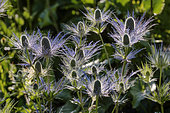 Alpine Sea holly (Eryngium alpinum) in bloom in summer, Vallon du Fournel : the largest site with blue thistles in the Alps, Deslioures Biological Reserve, Massif des Ecrins, Alps, France