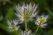 Alpine Sea holly (Eryngium alpinum) in bloom in summer, Vallon du Fournel: the largest site with blue thistles of all the Alps, Deslioures Biological Reserve, Ecrins, Alps, France