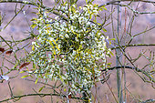 Female feet of mistletoe (Viscum album) in winter, dioecious species, common hemiparasite on deciduous and coniferous trees, Savoie, France