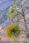 Male and female feet of mistletoe (Viscum album) in winter, dioecious species, common hemiparasite on deciduous and coniferous trees, Savoie, France