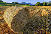 Straw rolls in a harvested field, Haute Savoie, Alps, France