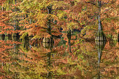 Bald Cypress (Taxodium distichum) in autumn. Pond of Boulieu, Isère, France. The Bald Cypress, or Louisiana Cypress, is a species of trees of the family Taxodiaceae native to the southeastern United States. It is a remarkable species for its adaptation to wetlands.