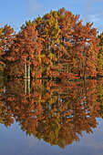 Bald Cypress (Taxodium distichum) in autumn. Pond of Boulieu, Isère, France. The Bald Cypress, or Louisiana Cypress, is a species of trees of the family Taxodiaceae native to the southeastern United States. It is a remarkable species for its adaptation to wetlands.
