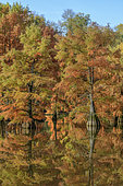 Bald Cypress (Taxodium distichum) in autumn. Pond of Boulieu, Isère, France. The Bald Cypress, or Louisiana Cypress, is a species of trees of the family Taxodiaceae native to the southeastern United States. It is a remarkable species for its adaptation to wetlands.