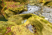 Mountain river in autumn. Chéran river carved its bed in a layer of soft molassic sandstone, thus forming remarkable gorges towards Hery on Alby, PNR des Bauges, Savoie, France