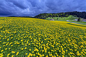 Spectacular flowering of dandelions to the Embossieux in the Jura, France